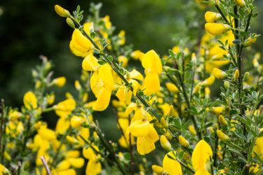 Roślinność, żarnowiec w kolorze żółtym